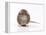 Norway Rat Facing-null-Framed Premier Image Canvas