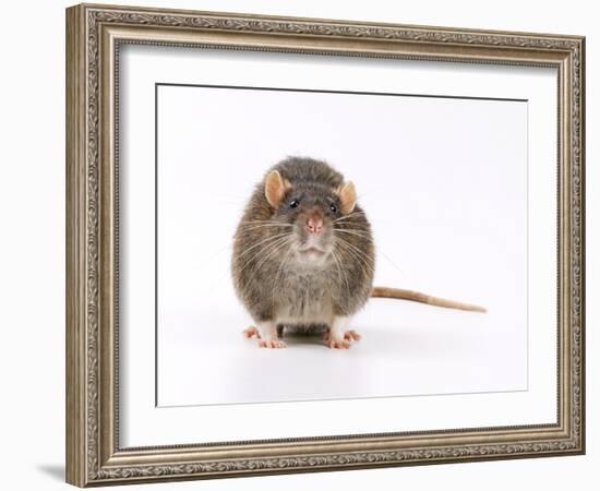 Norway Rat Facing-null-Framed Photographic Print