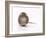 Norway Rat Facing-null-Framed Photographic Print