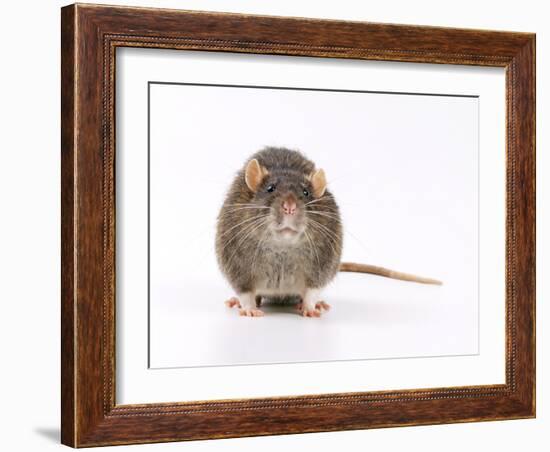 Norway Rat Facing-null-Framed Photographic Print
