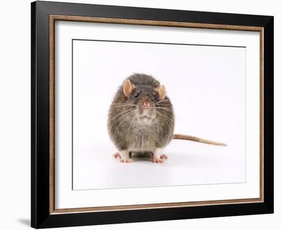 Norway Rat Facing-null-Framed Photographic Print