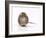 Norway Rat Facing-null-Framed Photographic Print