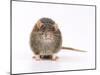 Norway Rat Facing-null-Mounted Photographic Print