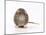 Norway Rat Facing-null-Mounted Photographic Print