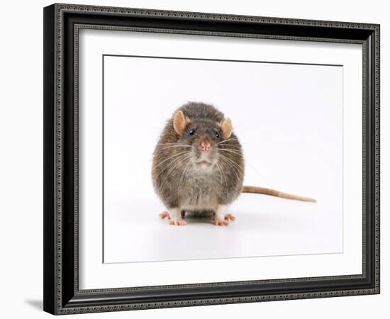 Norway Rat Facing-null-Framed Photographic Print