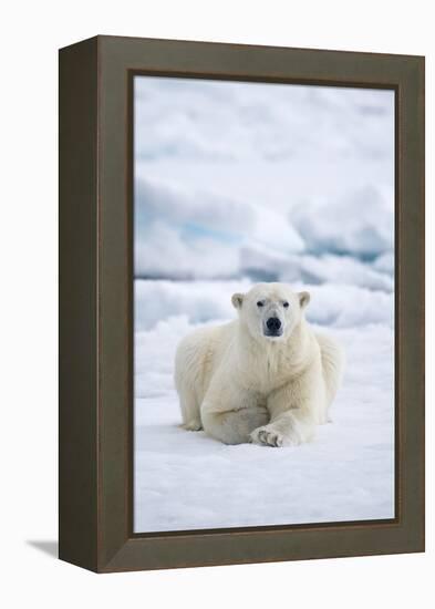 Norway, Spitsbergen. Adult Polar Bear Rests on the Summer Pack Ice-Steve Kazlowski-Framed Premier Image Canvas