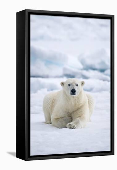 Norway, Spitsbergen. Adult Polar Bear Rests on the Summer Pack Ice-Steve Kazlowski-Framed Premier Image Canvas