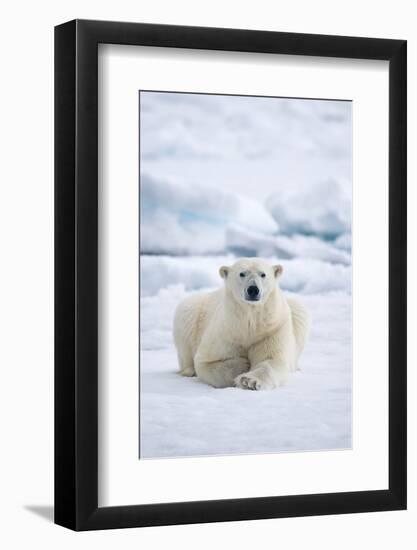 Norway, Spitsbergen. Adult Polar Bear Rests on the Summer Pack Ice-Steve Kazlowski-Framed Photographic Print