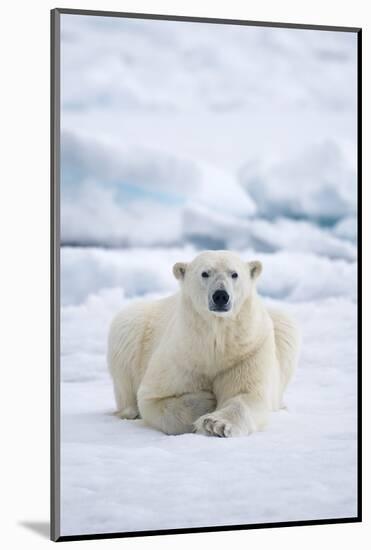 Norway, Spitsbergen. Adult Polar Bear Rests on the Summer Pack Ice-Steve Kazlowski-Mounted Photographic Print