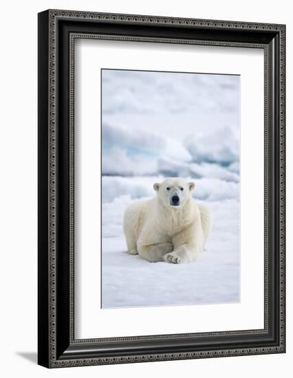 Norway, Spitsbergen. Adult Polar Bear Rests on the Summer Pack Ice-Steve Kazlowski-Framed Photographic Print