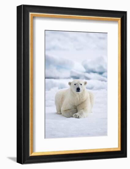 Norway, Spitsbergen. Adult Polar Bear Rests on the Summer Pack Ice-Steve Kazlowski-Framed Photographic Print