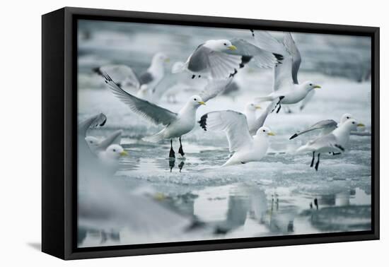 Norway, Spitsbergen. Flock of Black-Legged Kittiwakes Take Flight-Steve Kazlowski-Framed Premier Image Canvas