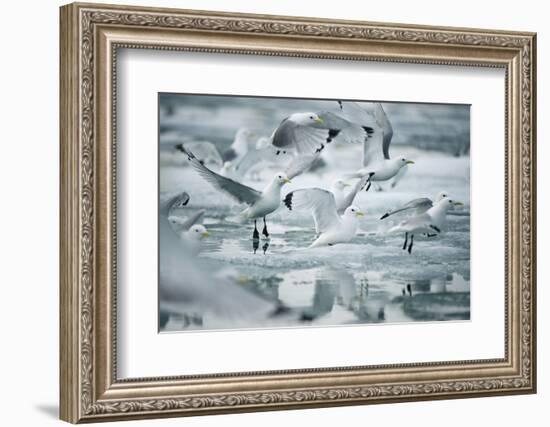 Norway, Spitsbergen. Flock of Black-Legged Kittiwakes Take Flight-Steve Kazlowski-Framed Photographic Print