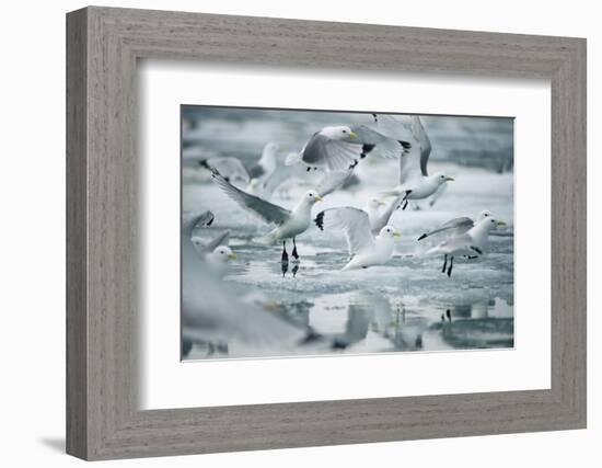 Norway, Spitsbergen. Flock of Black-Legged Kittiwakes Take Flight-Steve Kazlowski-Framed Photographic Print