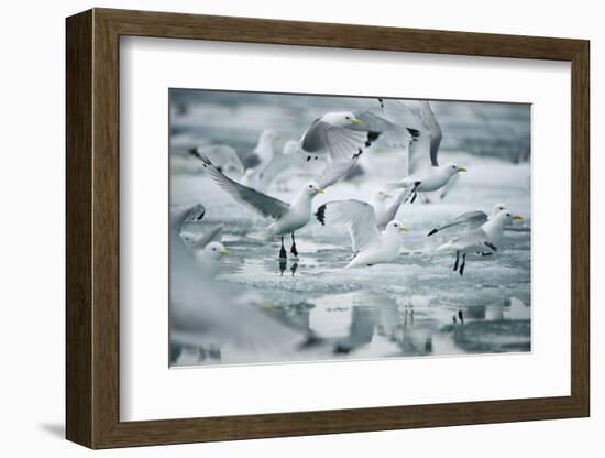 Norway, Spitsbergen. Flock of Black-Legged Kittiwakes Take Flight-Steve Kazlowski-Framed Photographic Print