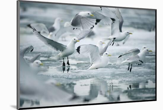 Norway, Spitsbergen. Flock of Black-Legged Kittiwakes Take Flight-Steve Kazlowski-Mounted Photographic Print