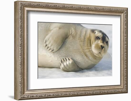 Norway, Spitsbergen, Greenland Sea. Bearded Seal Pup Rests on Sea Ice-Steve Kazlowski-Framed Photographic Print