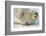 Norway, Spitsbergen, Greenland Sea. Bearded Seal Pup Rests on Sea Ice-Steve Kazlowski-Framed Photographic Print