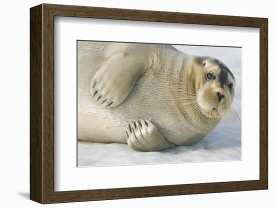 Norway, Spitsbergen, Greenland Sea. Bearded Seal Pup Rests on Sea Ice-Steve Kazlowski-Framed Photographic Print