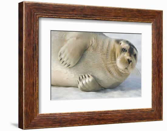 Norway, Spitsbergen, Greenland Sea. Bearded Seal Pup Rests on Sea Ice-Steve Kazlowski-Framed Photographic Print