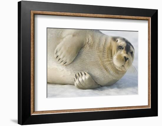 Norway, Spitsbergen, Greenland Sea. Bearded Seal Pup Rests on Sea Ice-Steve Kazlowski-Framed Photographic Print