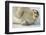 Norway, Spitsbergen, Greenland Sea. Bearded Seal Pup Rests on Sea Ice-Steve Kazlowski-Framed Photographic Print