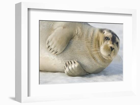 Norway, Spitsbergen, Greenland Sea. Bearded Seal Pup Rests on Sea Ice-Steve Kazlowski-Framed Photographic Print