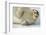 Norway, Spitsbergen, Greenland Sea. Bearded Seal Pup Rests on Sea Ice-Steve Kazlowski-Framed Photographic Print