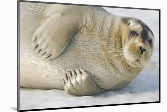 Norway, Spitsbergen, Greenland Sea. Bearded Seal Pup Rests on Sea Ice-Steve Kazlowski-Mounted Photographic Print