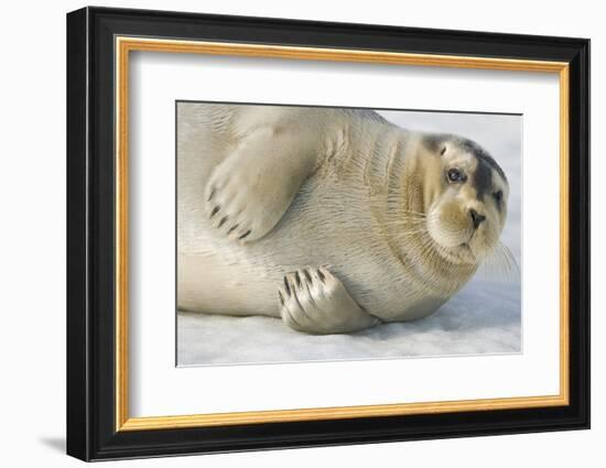 Norway, Spitsbergen, Greenland Sea. Bearded Seal Pup Rests on Sea Ice-Steve Kazlowski-Framed Photographic Print