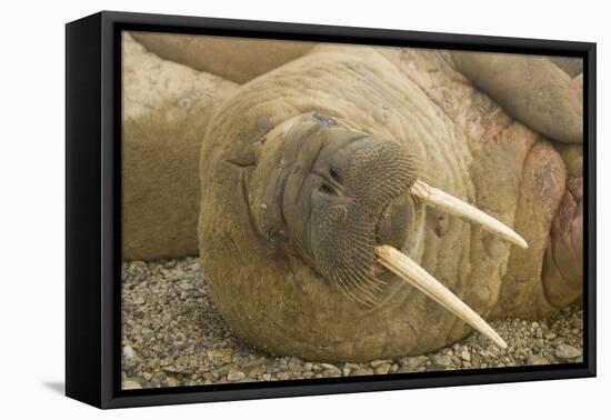 Norway, Spitsbergen, Nordaustlandet. Walrus Bull Resting on a Beach-Steve Kazlowski-Framed Premier Image Canvas