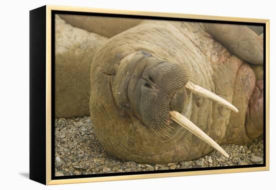 Norway, Spitsbergen, Nordaustlandet. Walrus Bull Resting on a Beach-Steve Kazlowski-Framed Premier Image Canvas