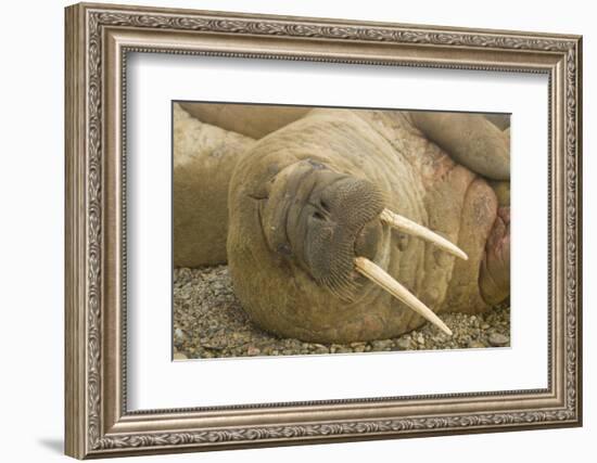 Norway, Spitsbergen, Nordaustlandet. Walrus Bull Resting on a Beach-Steve Kazlowski-Framed Photographic Print