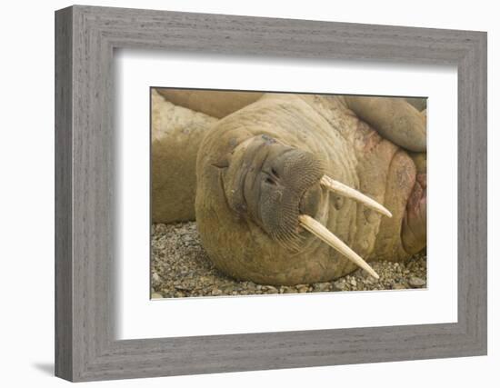 Norway, Spitsbergen, Nordaustlandet. Walrus Bull Resting on a Beach-Steve Kazlowski-Framed Photographic Print