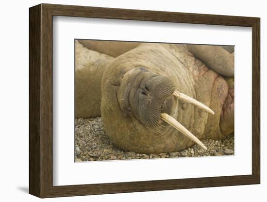 Norway, Spitsbergen, Nordaustlandet. Walrus Bull Resting on a Beach-Steve Kazlowski-Framed Photographic Print