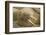 Norway, Spitsbergen, Nordaustlandet. Walrus Bull Resting on a Beach-Steve Kazlowski-Framed Photographic Print