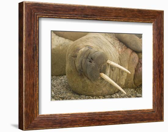 Norway, Spitsbergen, Nordaustlandet. Walrus Bull Resting on a Beach-Steve Kazlowski-Framed Photographic Print