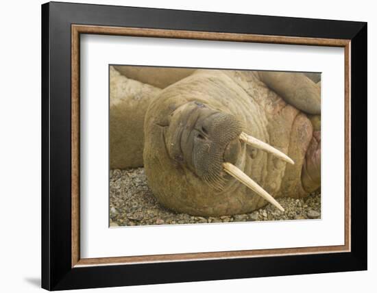 Norway, Spitsbergen, Nordaustlandet. Walrus Bull Resting on a Beach-Steve Kazlowski-Framed Photographic Print