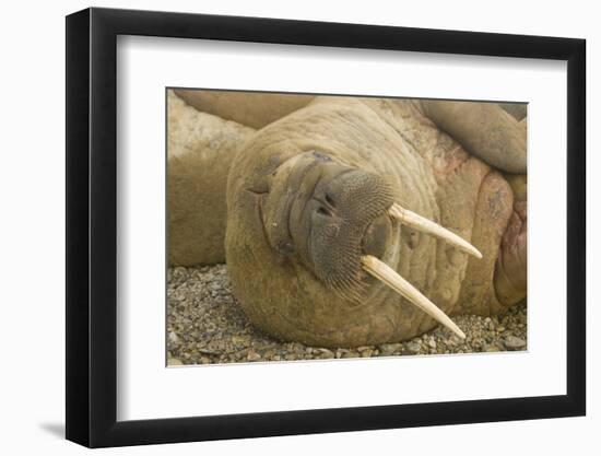 Norway, Spitsbergen, Nordaustlandet. Walrus Bull Resting on a Beach-Steve Kazlowski-Framed Photographic Print