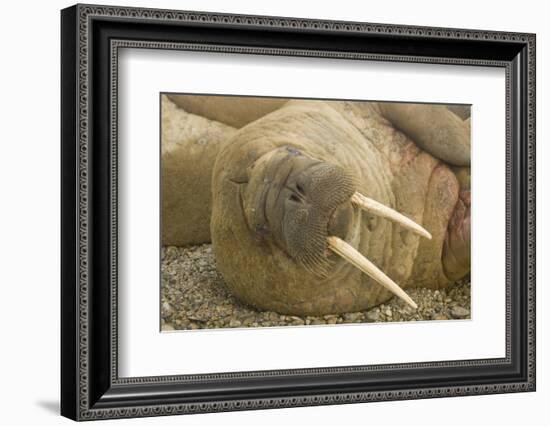 Norway, Spitsbergen, Nordaustlandet. Walrus Bull Resting on a Beach-Steve Kazlowski-Framed Photographic Print