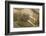 Norway, Spitsbergen, Nordaustlandet. Walrus Bull Resting on a Beach-Steve Kazlowski-Framed Photographic Print