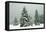 Norway Spruce in Heavy Snow-null-Framed Premier Image Canvas