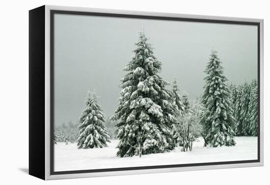 Norway Spruce in Heavy Snow-null-Framed Premier Image Canvas