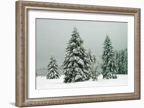 Norway Spruce in Heavy Snow-null-Framed Photographic Print