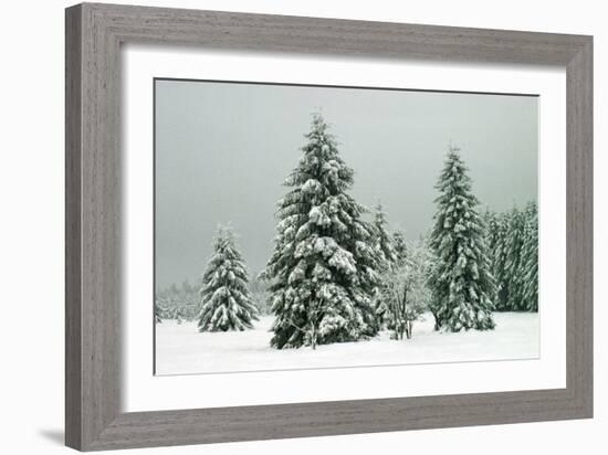 Norway Spruce in Heavy Snow-null-Framed Photographic Print