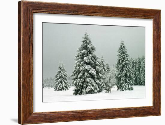 Norway Spruce in Heavy Snow-null-Framed Photographic Print