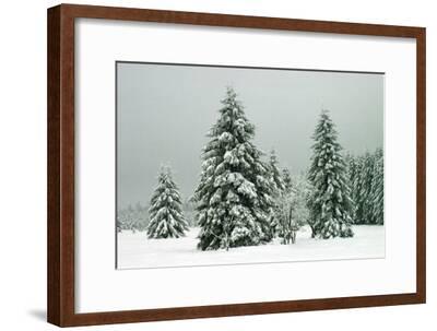 'Norway Spruce in Heavy Snow' Photographic Print - | Art.com