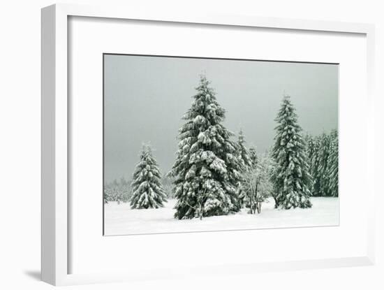 Norway Spruce in Heavy Snow-null-Framed Photographic Print