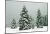 Norway Spruce in Heavy Snow-null-Mounted Photographic Print