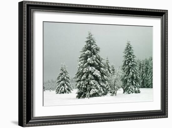 Norway Spruce in Heavy Snow-null-Framed Photographic Print